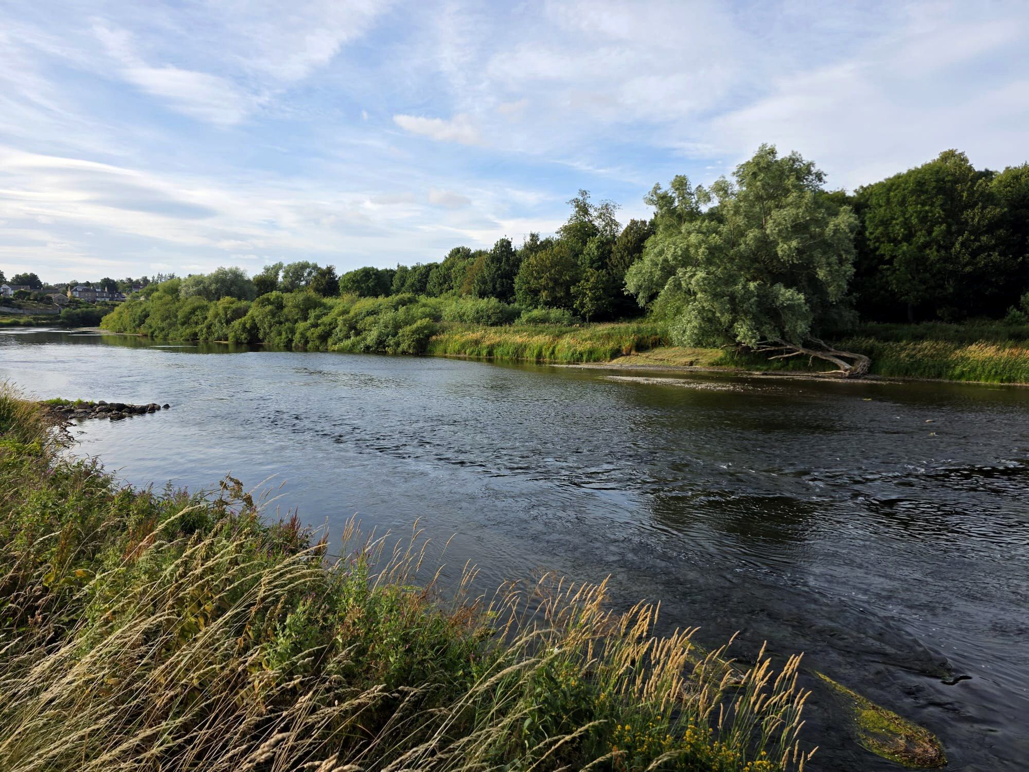 The River Tweed at Lower Lees on a summer evening, long grass on the near bank